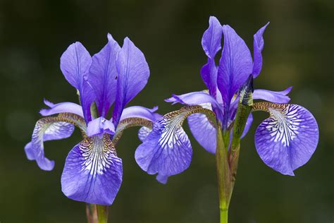 🔥 [44+] Purple Iris Wallpapers | WallpaperSafari