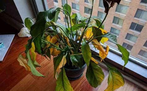 Main Causes of peace lily yellow leaves and the best solutions