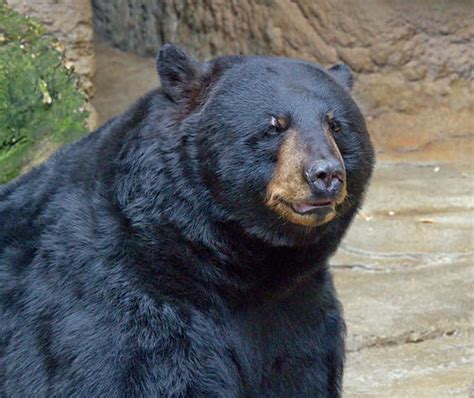 American Black Bear – A Guide to Bears