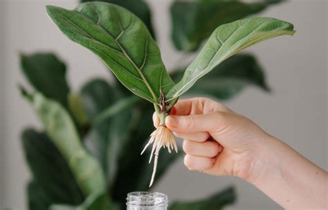 Master Indoor Plant Propagation This Spring – The Balcony Garden