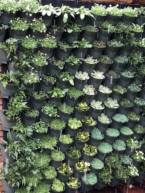 Vertical Garden Plants - Plants BM