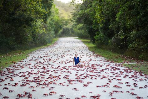 Red crab migration takes over Christmas Island