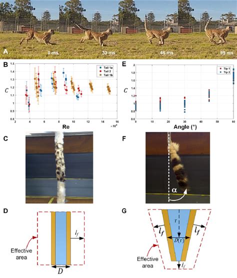 Example of cheetah tail motion with aerodynamic data and methodology ...