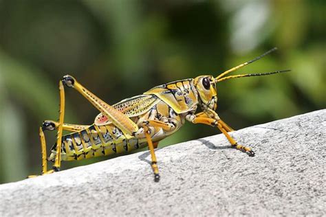 Grasshopper Lifespan: How Long Do Grasshoppers Live? - A-Z Animals