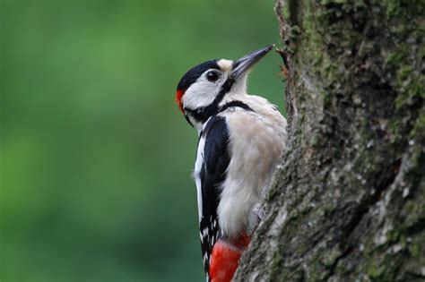 Woodpecker Deterrents | Effective Bird Control