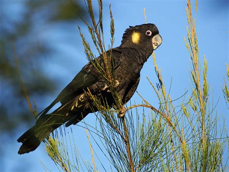 Yellow-tailed Black-Cockatoo (Urban Birds of Brisbane) · iNaturalist