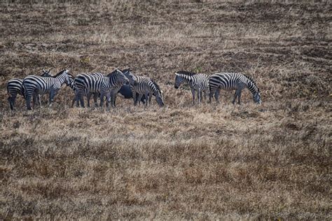 Hearst Castle Zebras | Hearst Castle Estate, San Simeon, Cal… | Flickr