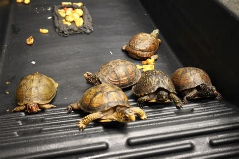 How To Breed Box Turtles In Captivity? – The Turtle Hub