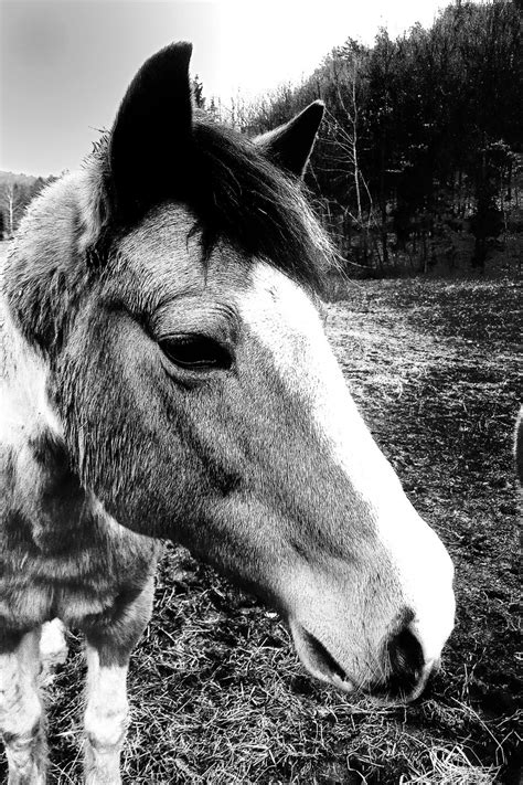 Free Images : outdoor, wild, rural, pasture, livestock, ranch, rein, stallion, mane, fauna ...