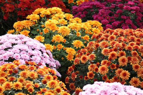 The Meaning of the Chrysanthemum Flower - Eastern Floral - Eastern Floral