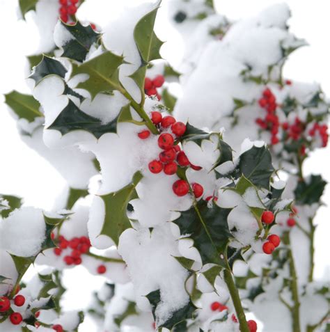 The Holly Plant's Role in the Symbolism of Christmas - Mission Viejo