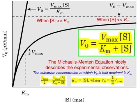 PPT - The Michaelis-Menten Equation nicely describes the experimental observations. PowerPoint ...