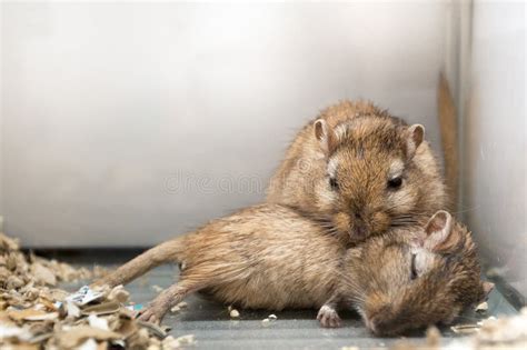 Gerbils family stock photo. Image of little, gerbils - 44778246