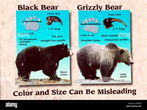 Poster Illustrating Differences Between Black & Brown Bears Stock Photo - Alamy