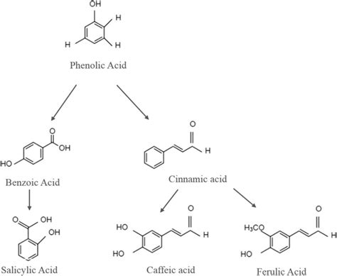 Phenolic acid derivatives that exhibit allelopathy. | Download ...