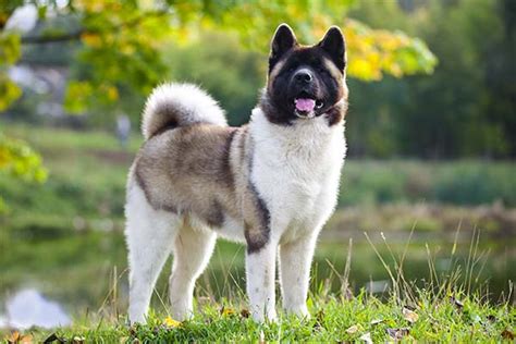 Are Akita Dogs Easy To Train
