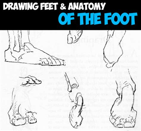 How to Draw the Foot : Drawing Feet and the Anatomy of them Reference ...