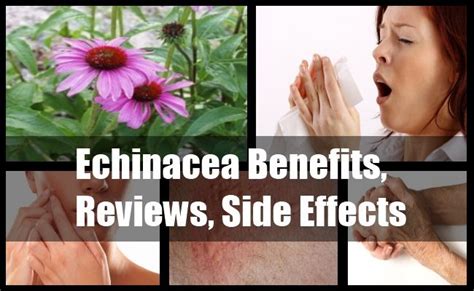 Echinacea Benefits, Reviews, Side Effects And Dosage | http://www ...