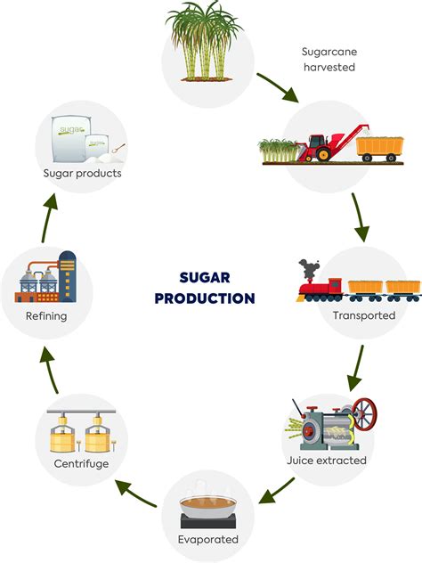 How Is Sugar Made? | Sugar Information