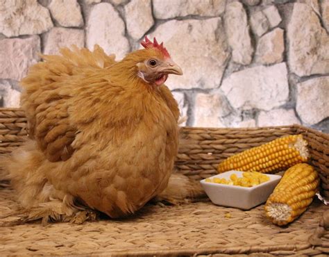 Can Chickens Eat Frozen Corn - All You Need To Know