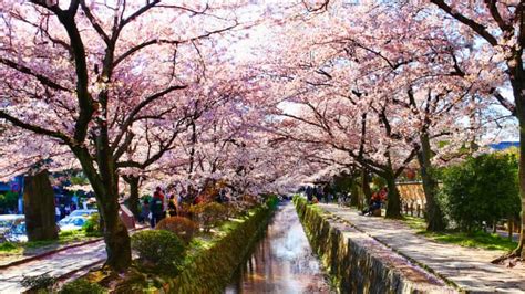 The Philosopher's Walk in Kyoto | JRailPass