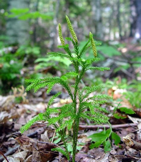 Dendrolycopodium hickeyi (Hickey's tree-clubmoss): Go Botany