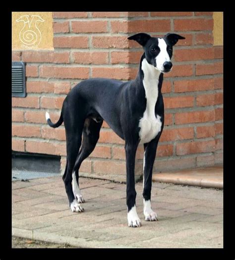 Whippet. I want a black and white one... | Dog day afternoon, Grey hound dog, Baby puppies