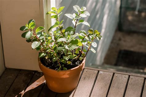 How to Grow and Care for Chocolate Mint