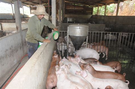 Chăn nuôi gia súc - Cơ hội thoát nghèo cho nông dân Tây Nguyên: Phát ...