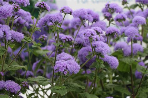 GeoSeed - Ageratum