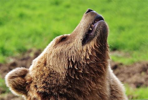 Glacier National Park reopens trails after bear disruptions | Explore Big Sky