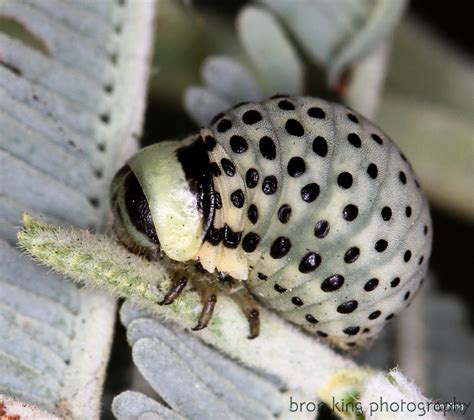 Baby beetle - Animal & Insect Photos - Bron's Photoblog