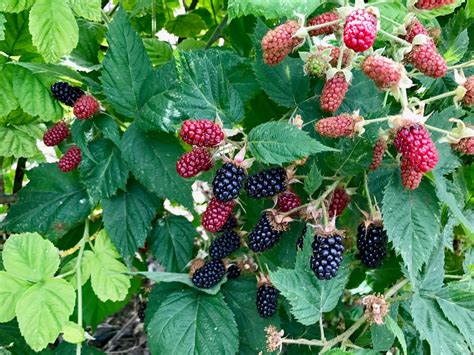 Good Gifts Farm: Oregon Berries