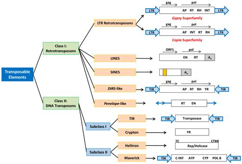 IJMS | Free Full-Text | Transposable Elements Adaptive Role in Genome Plasticity, Pathogenicity ...