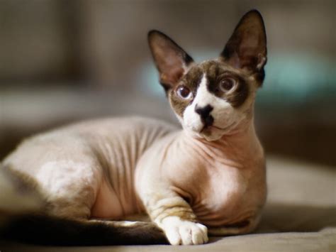 13 Things You Need to Know about the Bambino Cat Breed