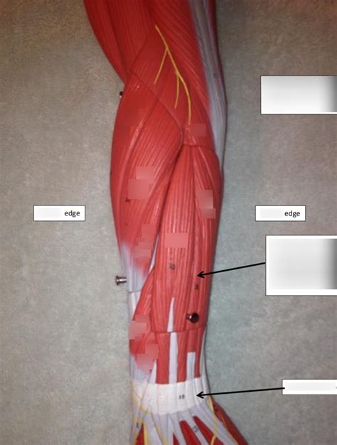 Posterior Antebrachial Muscles Diagram | Quizlet