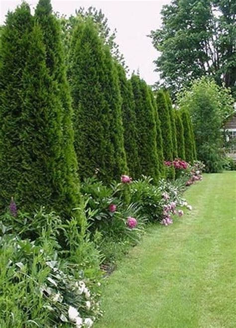 Awesome Fence With Evergreen Plants Landscaping Ideas 2 | Privacy fence ...