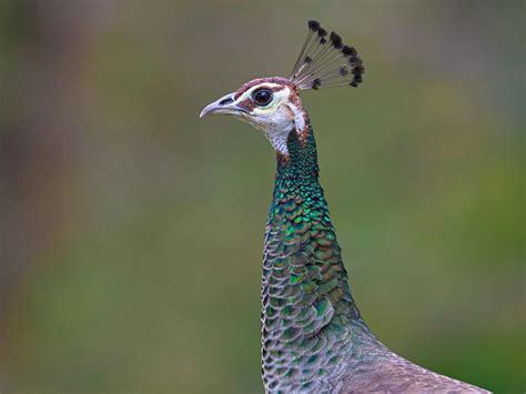 Female Peacocks (Male vs Female: Identification Guide) | Birdfact