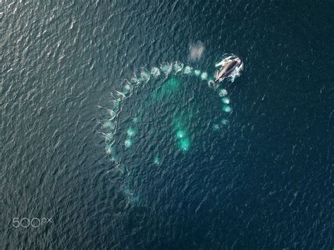 Humpbacks' bubble net feeding - Bubble Net Feeding is a unique feeding technique employed by ...