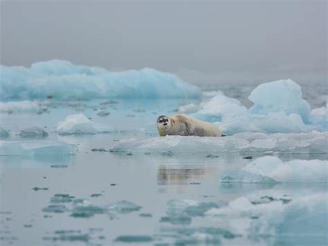 Svalbard wildlife cruise | Responsible Travel