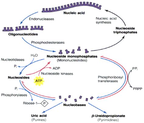 3: The salvage pathway. Reutilization of purine and pyrimidine bases... | Download Scientific ...