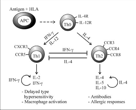 Overview of Th1 and Th2 cell differentiation. Naïve CD4 + T-cells are ...