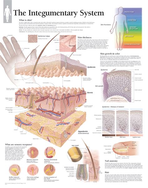 The Integumentary System | Scientific Publishing