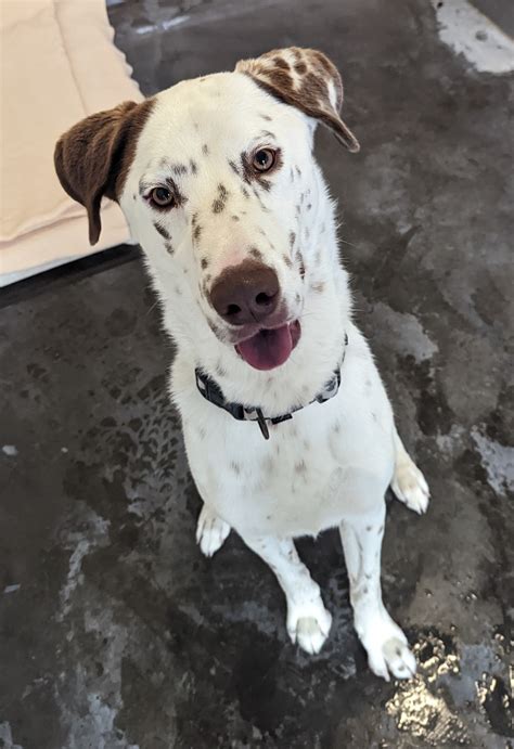 Zeke - Large Male Dalmatian x Siberian Husky Mix Dog in VIC - PetRescue