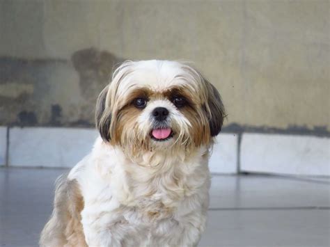 Toronto Shih Tzus request - OOTP Developments Forums