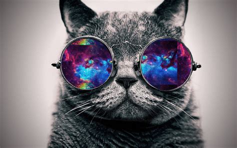 🔥 [46+] Cat Galaxy Wallpapers | WallpaperSafari