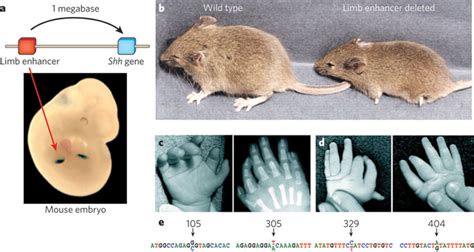 Consequences of deletion and mutation of the limb enhancer of sonic... | Download Scientific Diagram