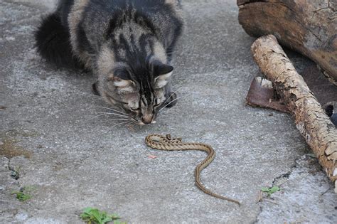 Will Cats Keep Snakes Away? Facts, Dangers & Prevention Tips - Catster