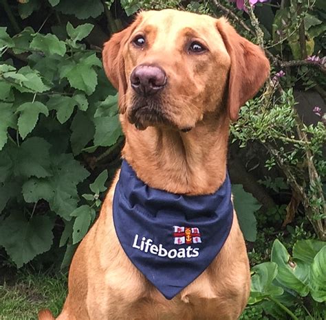 Chiswick RNLI helmsman’s lifesaving skills save his dog | RNLI