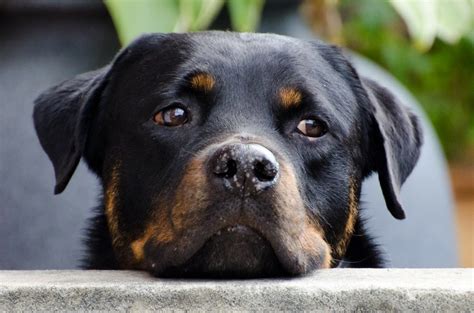 Rottweiler Health Issues and Problems | Canna-Pet®